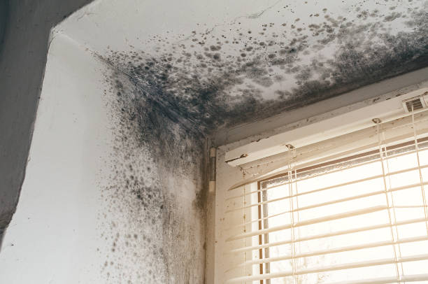 Affordable Mold Removal solutions in Clinton, MI